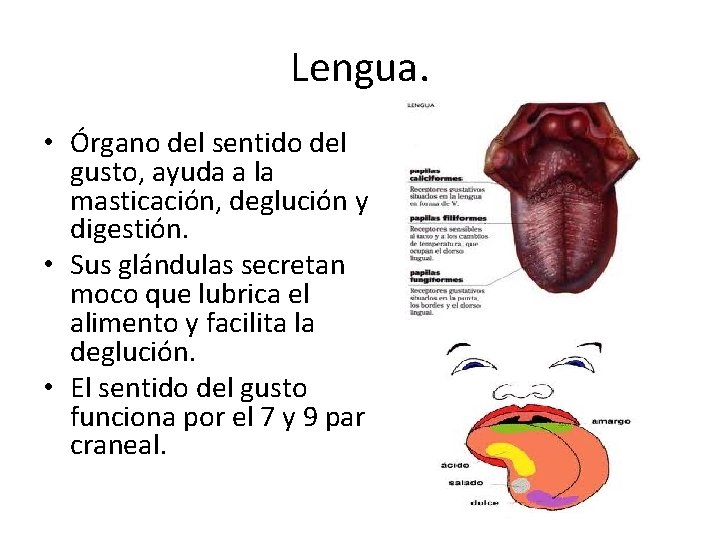 Lengua. • Órgano del sentido del gusto, ayuda a la masticación, deglución y digestión.