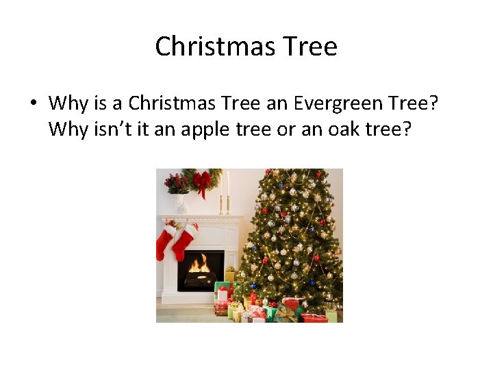 Christmas Tree • Why is a Christmas Tree an Evergreen Tree? Why isn’t it