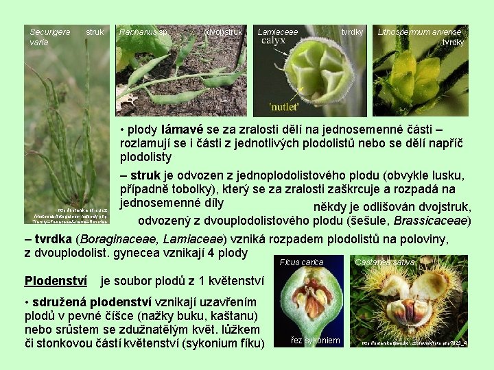 Securigera varia struk Raphanus sp. (dvoj)struk Lamiaceae tvrdky Lithospermum arvense tvrdky • plody lámavé