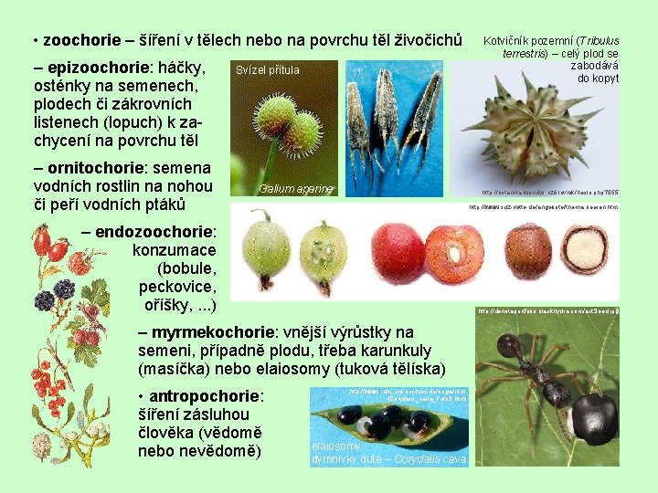  • zoochorie – šíření v tělech nebo na povrchu těl živočichů – epizoochorie: