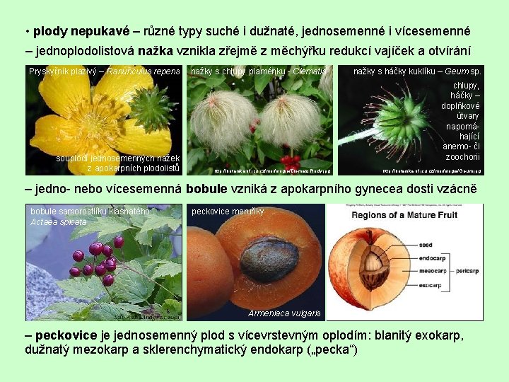  • plody nepukavé – různé typy suché i dužnaté, jednosemenné i vícesemenné –