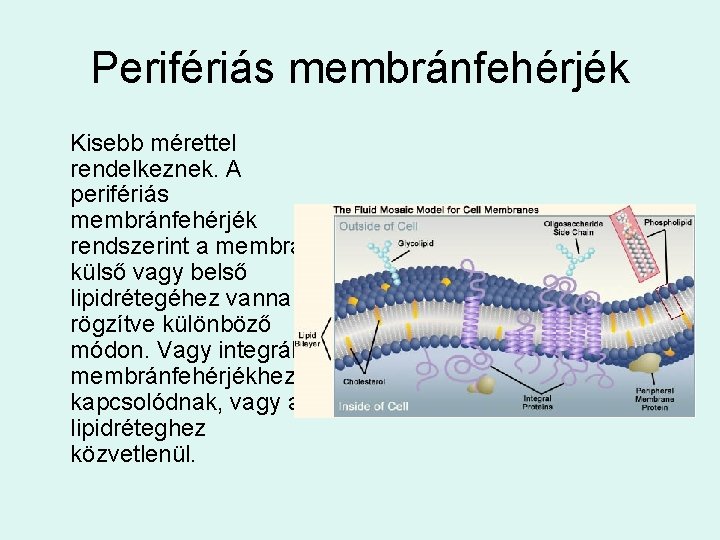 Perifériás membránfehérjék Kisebb mérettel rendelkeznek. A perifériás membránfehérjék rendszerint a membrán külső vagy belső