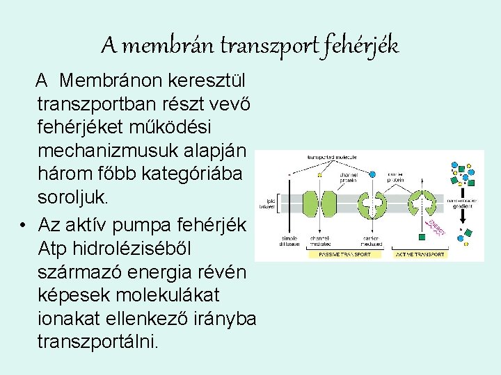 A membrán transzport fehérjék A Membránon keresztül transzportban részt vevő fehérjéket működési mechanizmusuk alapján