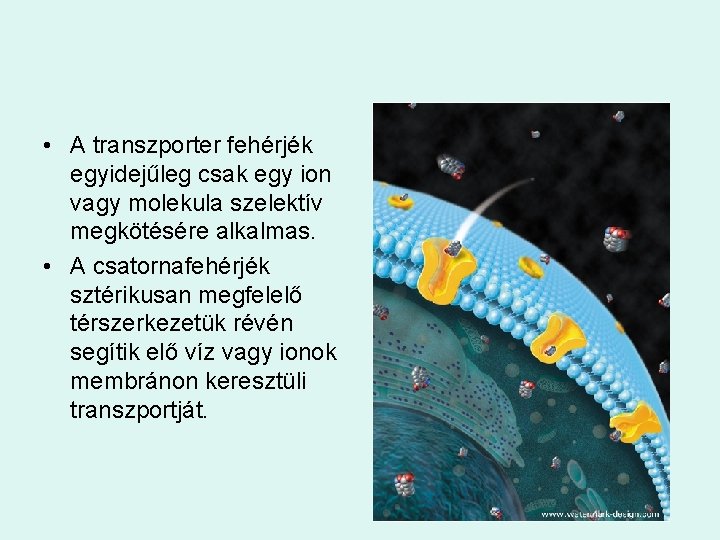  • A transzporter fehérjék egyidejűleg csak egy ion vagy molekula szelektív megkötésére alkalmas.