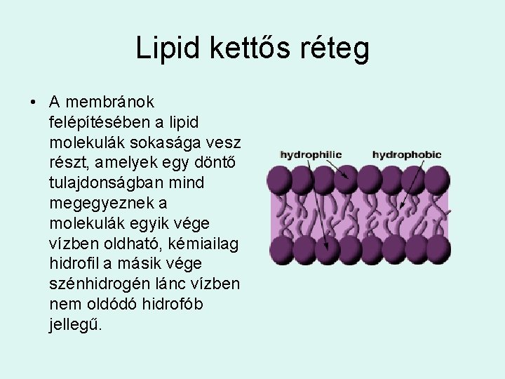 Lipid kettős réteg • A membránok felépítésében a lipid molekulák sokasága vesz részt, amelyek
