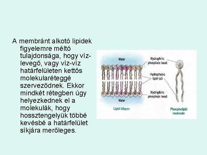 A membránt alkotó lipidek figyelemre méltó tulajdonsága, hogy vízlevegő, vagy víz-víz határfelületen kettős molekularéteggé