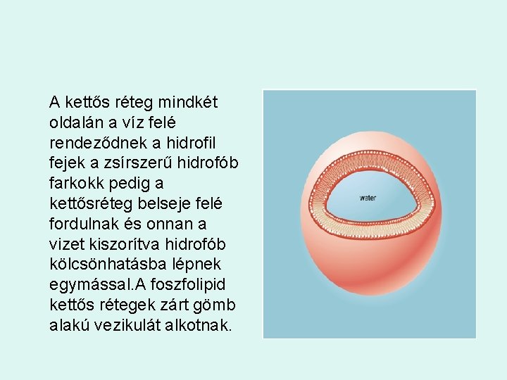 A kettős réteg mindkét oldalán a víz felé rendeződnek a hidrofil fejek a zsírszerű