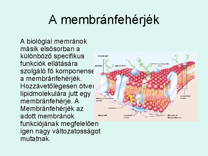 A membránfehérjék A biológiai memránok másik elsősorban a különböző specifikus funkciók ellátására szolgáló fő