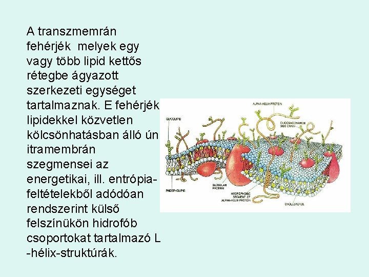 A transzmemrán fehérjék melyek egy vagy több lipid kettős rétegbe ágyazott szerkezeti egységet tartalmaznak.
