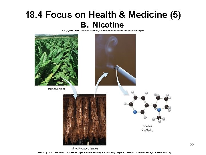 18. 4 Focus on Health & Medicine (5) B. Nicotine 22 tobacco plant: ©