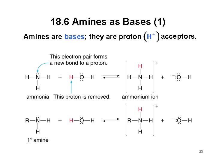 18. 6 Amines as Bases (1) Amines are bases; they are proton acceptors. 29