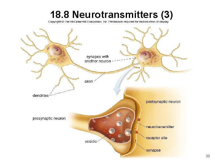 18. 8 Neurotransmitters (3) 38 