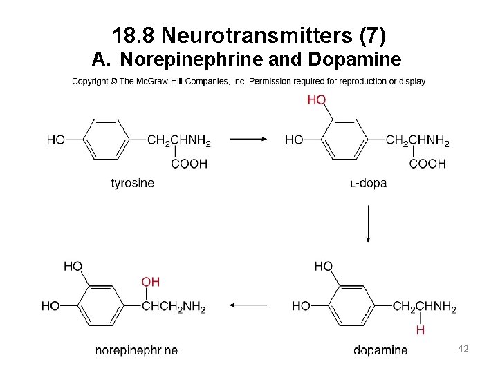 18. 8 Neurotransmitters (7) A. Norepinephrine and Dopamine 42 