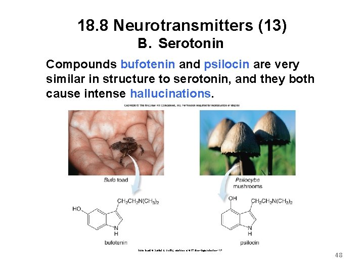 18. 8 Neurotransmitters (13) B. Serotonin Compounds bufotenin and psilocin are very similar in