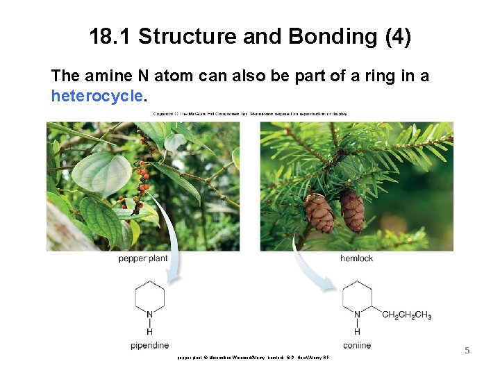 18. 1 Structure and Bonding (4) The amine N atom can also be part