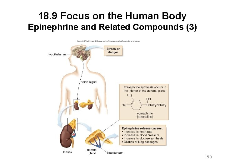 18. 9 Focus on the Human Body Epinephrine and Related Compounds (3) 53 