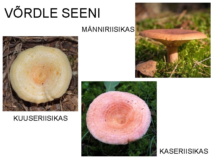 VÕRDLE SEENI MÄNNIRIISIKAS https: //flic. kr/p/6 U 3 Uq 7 https: //flic. kr/p/n. VD