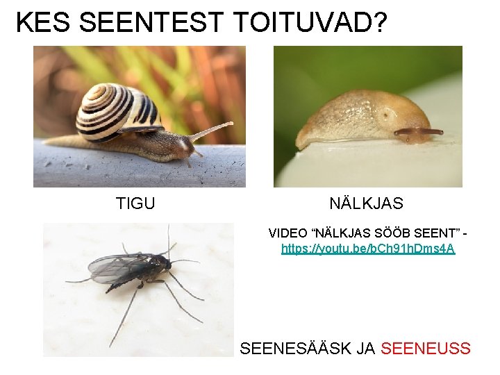 KES SEENTEST TOITUVAD? https: //flic. kr/p/6 f. W 1 Tx https: //flic. kr/p/a. PWA