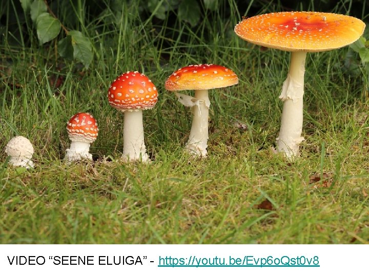 VIDEO “SEENE ELUIGA” - https: //youtu. be/Evp 6 o. Qst 0 v 8 