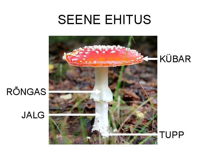 SEENE EHITUS https: //flic. kr/p/m. XA 1 YF KÜBAR RÕNGAS JALG TUPP 