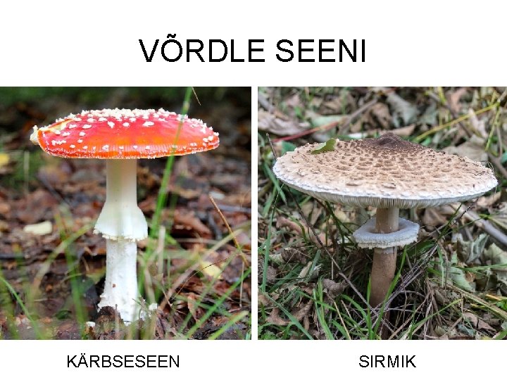 VÕRDLE SEENI https: //flic. kr/p/6 U 3 Uq 7 KÄRBSESEEN SIRMIK 