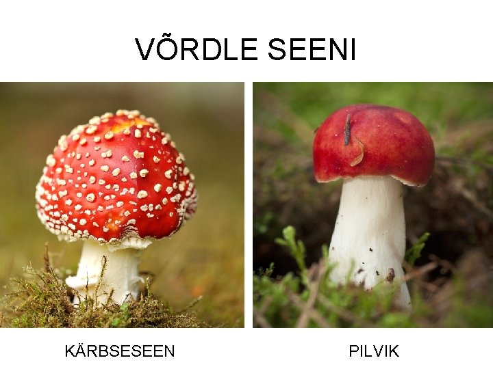 VÕRDLE SEENI https: //flic. kr/p/6 U 3 Uq 7 KÄRBSESEEN https: //flic. kr/p/q 3