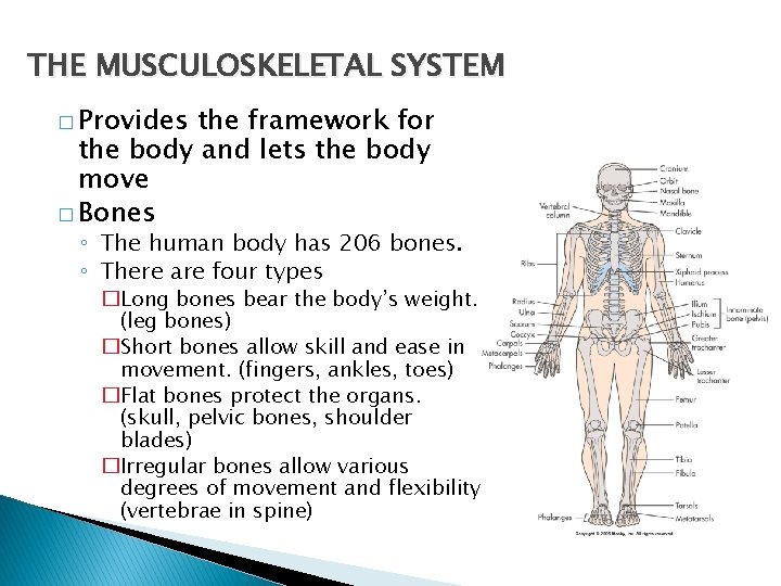 THE MUSCULOSKELETAL SYSTEM � Provides the framework for the body and lets the body