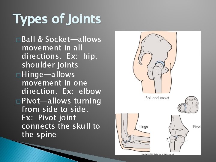 Learning Plan 10 Mobility THE MUSCULOSKELETAL SYSTEM Provides