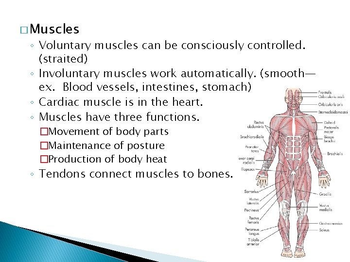 � Muscles ◦ Voluntary muscles can be consciously controlled. (straited) ◦ Involuntary muscles work