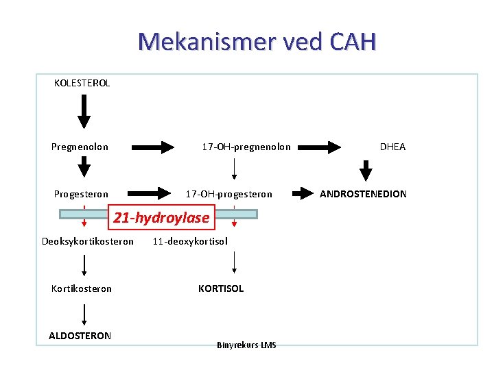 Mekanismer ved CAH KOLESTEROL Pregnenolon 17 -OH-pregnenolon Progesteron 17 -OH-progesteron 21 -hydroylase Deoksykortikosteron Kortikosteron