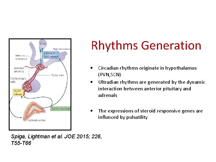 Rhythms Generation • Circadian rhythms originate in hypothalamus (PVN, SCN) • Ultradian rhythms are