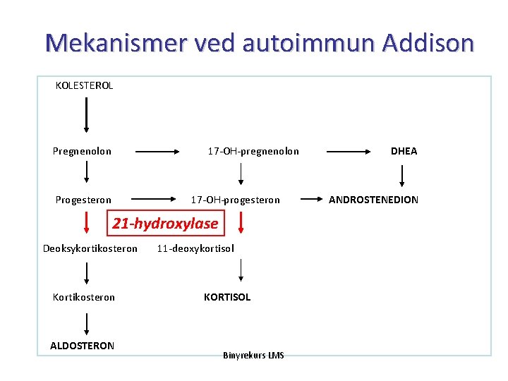 Mekanismer ved autoimmun Addison KOLESTEROL Pregnenolon 17 -OH-pregnenolon Progesteron 17 -OH-progesteron 21 -hydroxylase Deoksykortikosteron