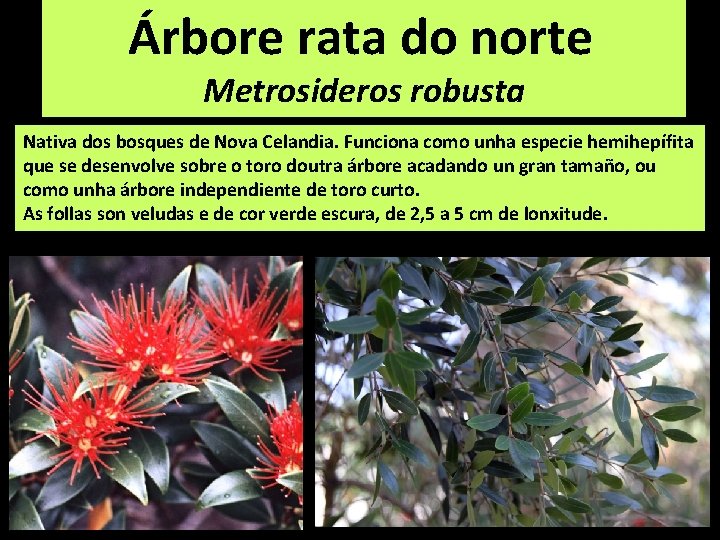 Árbore rata do norte Metrosideros robusta Nativa dos bosques de Nova Celandia. Funciona como