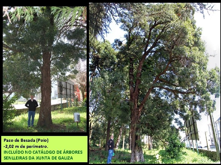 Pazo de Besada (Poio) -2, 02 m de perímetro. INCLUÍDO NO CATÁLOGO DE ÁRBORES