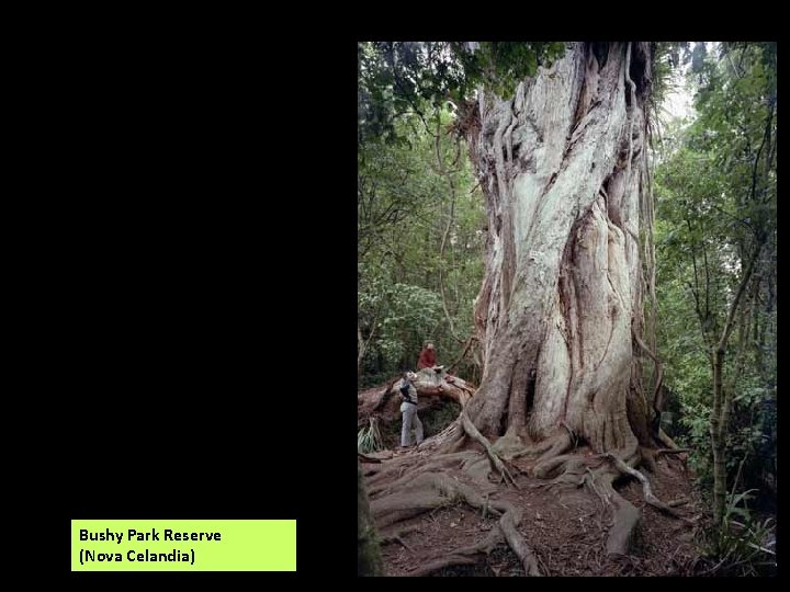 Bushy Park Reserve (Nova Celandia) 
