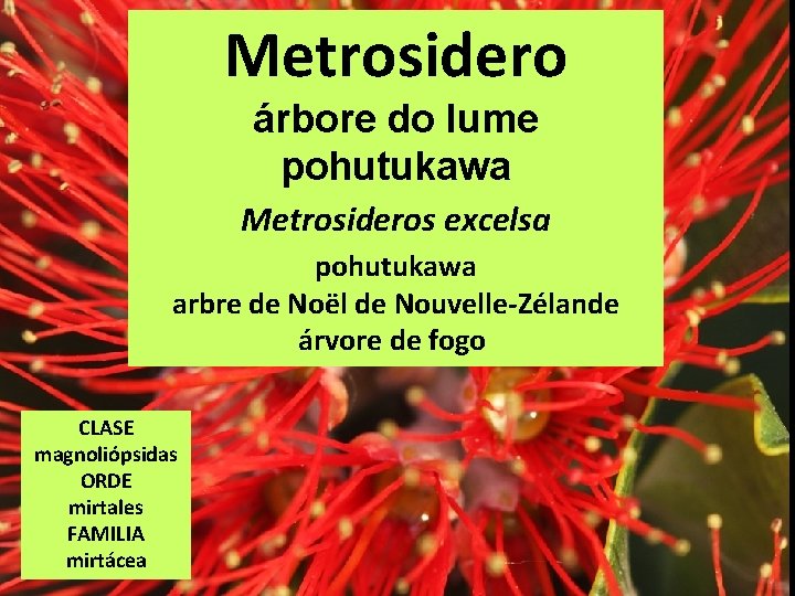 Metrosidero árbore do lume pohutukawa Metrosideros excelsa pohutukawa arbre de Noël de Nouvelle-Zélande árvore