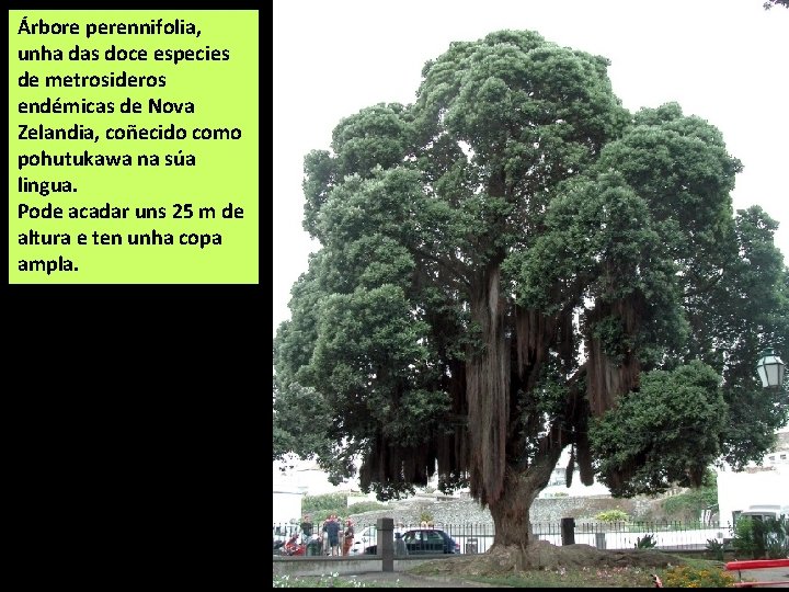 Árbore perennifolia, unha das doce especies de metrosideros endémicas de Nova Zelandia, coñecido como