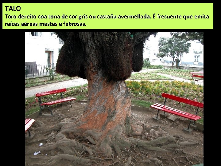 TALO Toro dereito coa tona de cor gris ou castaña avermellada. É frecuente que