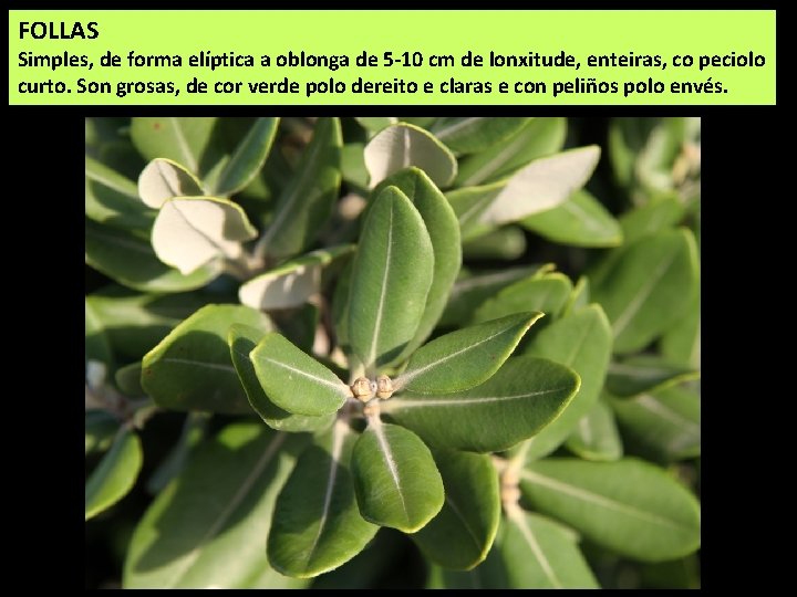 FOLLAS Simples, de forma elíptica a oblonga de 5 -10 cm de lonxitude, enteiras,