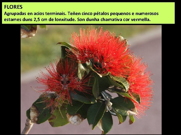 FLORES Agrupadas en acios terminais. Teñen cinco pétalos pequenos e numerosos estames duns 2,