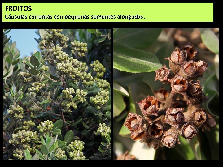 FROITOS Cápsulas coirentas con pequenas sementes alongadas. 