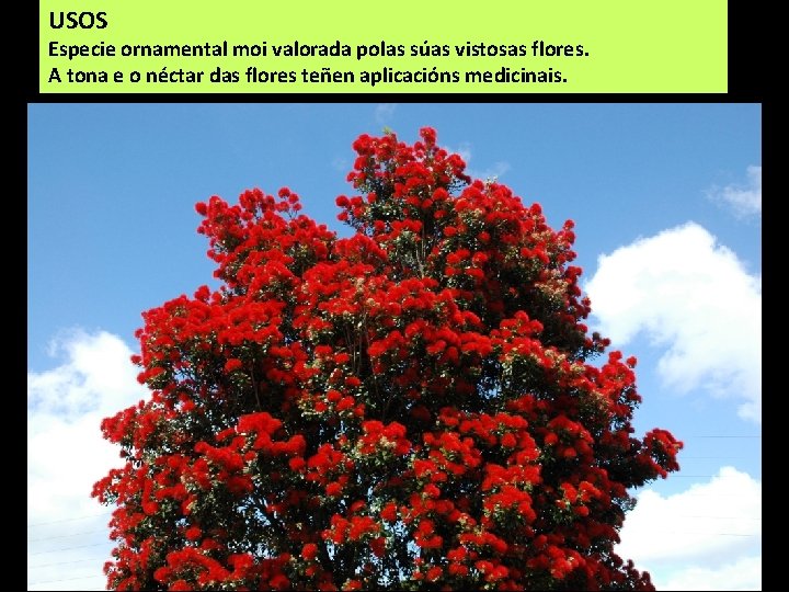 USOS Especie ornamental moi valorada polas súas vistosas flores. A tona e o néctar