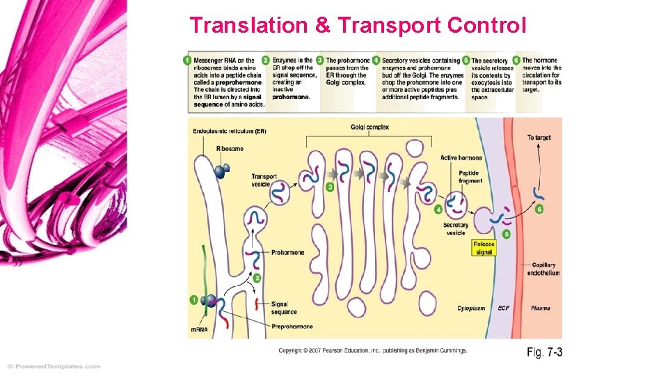 Translation & Transport Control 