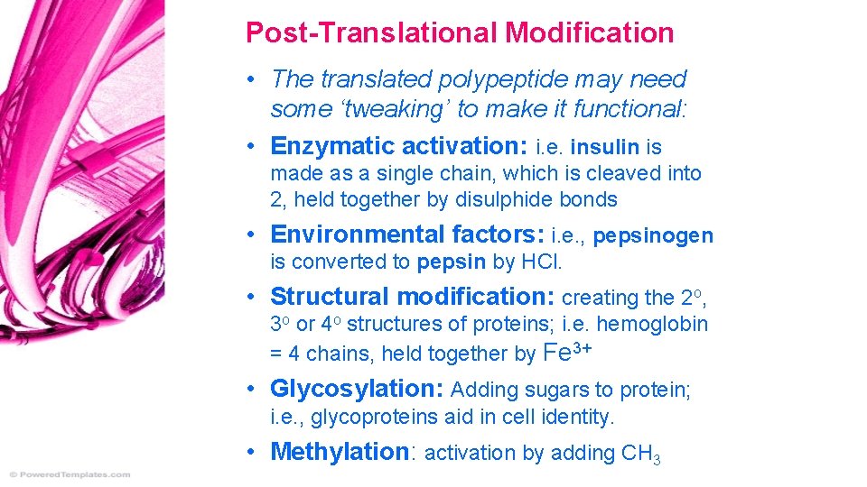 Post-Translational Modification • The translated polypeptide may need some ‘tweaking’ to make it functional: