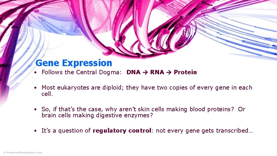 Gene Expression • Follows the Central Dogma: DNA RNA Protein • Most eukaryotes are