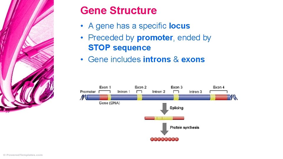 Gene Structure • A gene has a specific locus • Preceded by promoter, ended