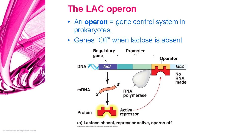 The LAC operon • An operon = gene control system in prokaryotes. • Genes