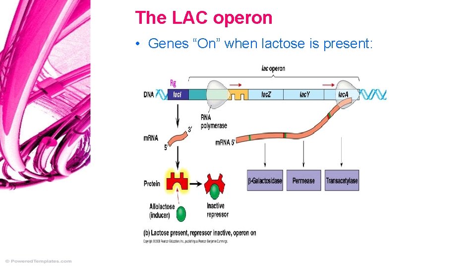 The LAC operon • Genes “On” when lactose is present: 