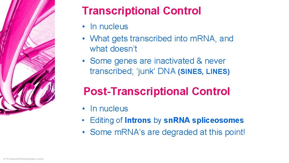 Transcriptional Control • In nucleus • What gets transcribed into m. RNA, and what