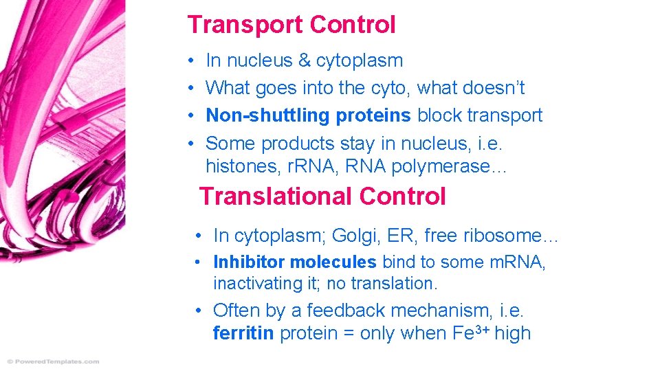 Transport Control • • In nucleus & cytoplasm What goes into the cyto, what